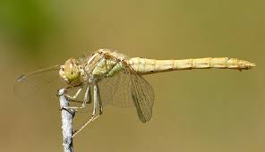 Attēlu rezultāti vaicājumam “Sympetrum vulgatum male”