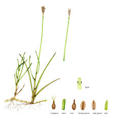 Attēlu rezultāti vaicājumam “Carex dioica”