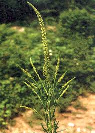Image result for Reseda luteola