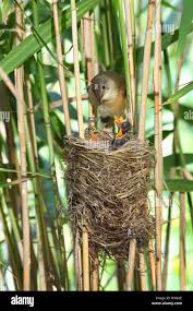 Attēlu rezultāti vaicājumam “Acrocephalus arundinaceus adult”