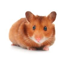Afbeeldingsresultaat voor hamsters