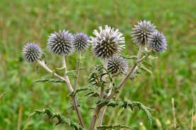 Attēlu rezultāti vaicājumam “Echinops sphaerocephalus leaf”