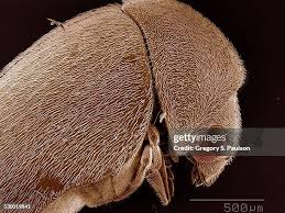 Attēlu rezultāti vaicājumam “Anobiidae”