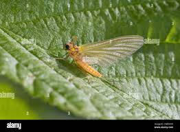 Attēlu rezultāti vaicājumam “Heptagenia sulphurea female”
