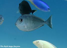 Image result for Naso hexacanthus