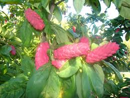 Attēlu rezultāti vaicājumam “Magnolia cylindrica”