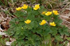 Attēlu rezultāti vaicājumam “Ranunculus polyanthemos”