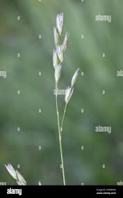 Attēlu rezultāti vaicājumam “Danthonia decumbens fruit”