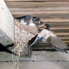 Attēlu rezultāti vaicājumam “Hirundo rustica nest”