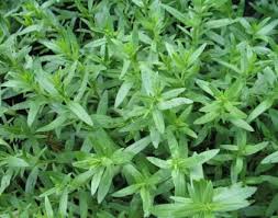 Image result for Hyssopus officinalis