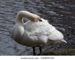 Attēlu rezultāti vaicājumam “Cygnus olor adult”