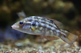 Image result for Symphodus melops