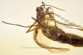 Attēlu rezultāti vaicājumam “Sciaridae”