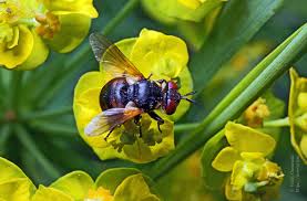 Attēlu rezultāti vaicājumam “Gymnosoma sp.”