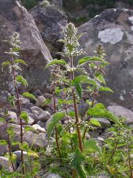 Attēlu rezultāti vaicājumam “Urtica dioica fruit”