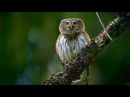 Attēlu rezultāti vaicājumam “Glaucidium passerinum”