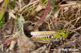 Attēlu rezultāti vaicājumam “Myrmeleotettix maculatus”