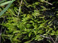 Attēlu rezultāti vaicājumam “Calliergon trifarium”