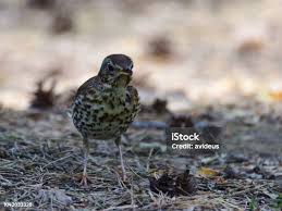 Attēlu rezultāti vaicājumam “Turdus philomelos juvenile”