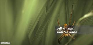 Attēlu rezultāti vaicājumam “Pisaura mirabilis cocoon”