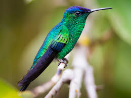 Attēlu rezultāti vaicājumam “Ombrophila violacea”