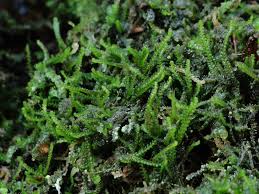 Attēlu rezultāti vaicājumam “Anastrophyllum minutum”