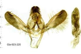 Attēlu rezultāti vaicājumam “Zophodia grossulariella”