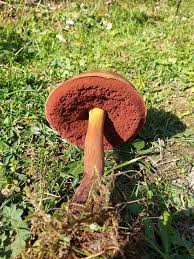 Attēlu rezultāti vaicājumam “Sutorius luridiformis”