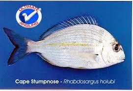 Image result for Rhabdosargus holubi