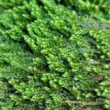 Attēlu rezultāti vaicājumam “Hygrohypnum luridum sporophyte”