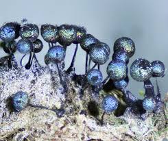 Attēlu rezultāti vaicājumam “Lamproderma echinosporum stalked”