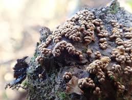 Attēlu rezultāti vaicājumam “Perichaena corticalis”