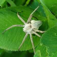 Attēlu rezultāti vaicājumam “Pisaura mirabilis cocoon”