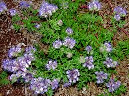 Attēlu rezultāti vaicājumam “Phacelia tanacetifolia”