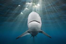 Image result for Carcharhinus limbatus