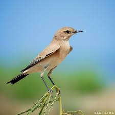 Attēlu rezultāti vaicājumam “Oenanthe oenanthe female”