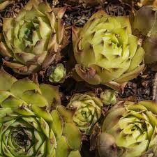 Attēlu rezultāti vaicājumam “Jovibarba globifera bud”