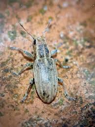 Attēlu rezultāti vaicājumam “Sitona sp.”