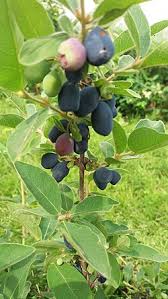 Attēlu rezultāti vaicājumam “Lonicera caprifolium fruit”
