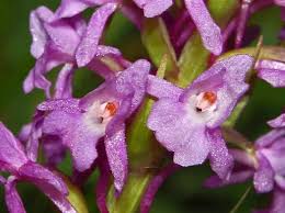 Attēlu rezultāti vaicājumam “Gymnadenia conopsea flower”