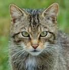 looks like a domestic cat, - via Daymix