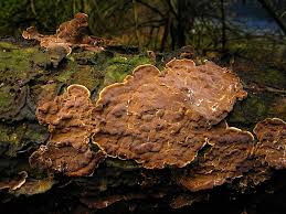 Attēlu rezultāti vaicājumam “Stereum rugosum”