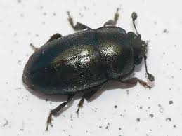 Attēlu rezultāti vaicājumam “Meligethes sp.”