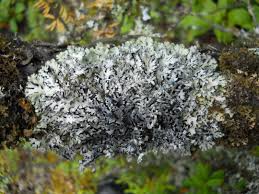 Attēlu rezultāti vaicājumam “Hypogymnia physodes”