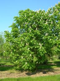 Attēlu rezultāti vaicājumam “Aesculus hippocastanum”