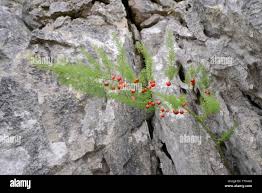 Attēlu rezultāti vaicājumam “Asparagus officinalis fruit”