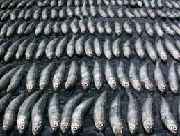 Image result for Coregonus albula