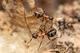 Attēlu rezultāti vaicājumam “Formica rufa”