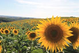 Résultat de recherche d'images pour "tournesol"