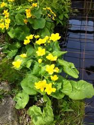 Attēlu rezultāti vaicājumam “Caltha palustris leaf”